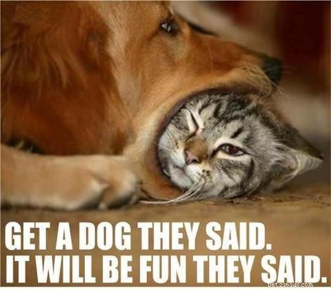 Yelping Won’t Stop Puppy Biting – Here’s What Works