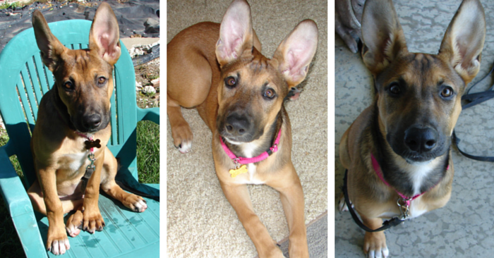 Yelping Won’t Stop Puppy Biting – Here’s What Works