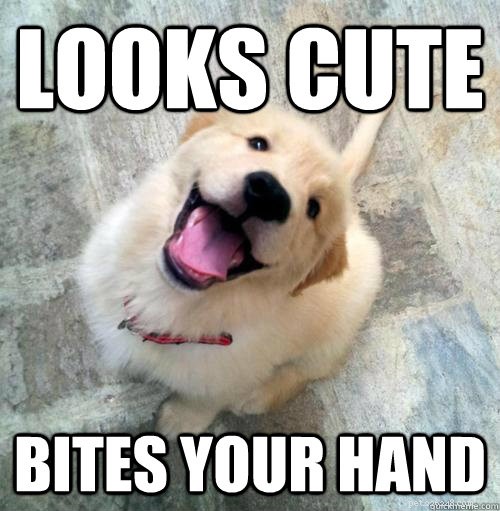 Yelping Won’t Stop Puppy Biting – Here’s What Works