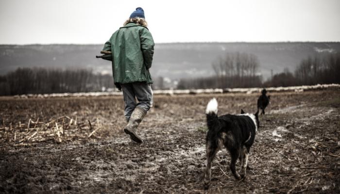 Study Challenges Dog Dominance: Wolves Show Greater Tolerance