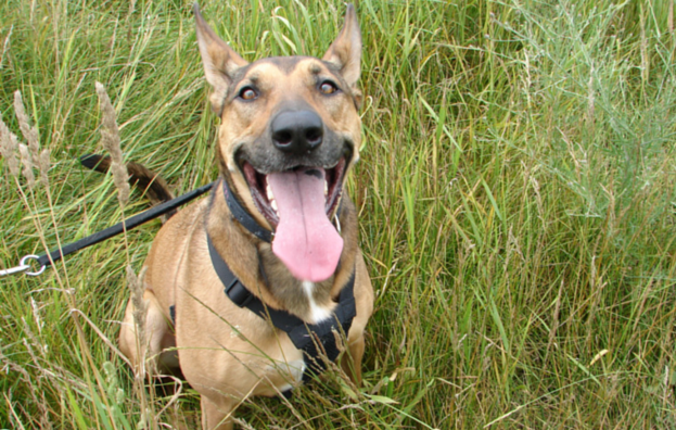 How Boredom Led My Dog to Hide Her Toys—and How to Stop It