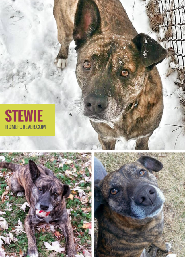 Meet Sweet Stewie: A Playful Pup Seeking a Forever Home