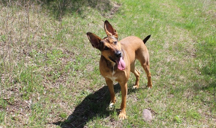 Active Living for Dogs with Arthritis: Safe Exercise Tips