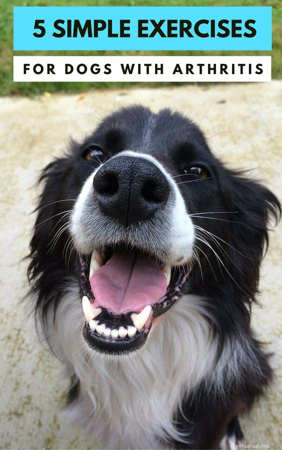 Active Living for Dogs with Arthritis: Safe Exercise Tips
