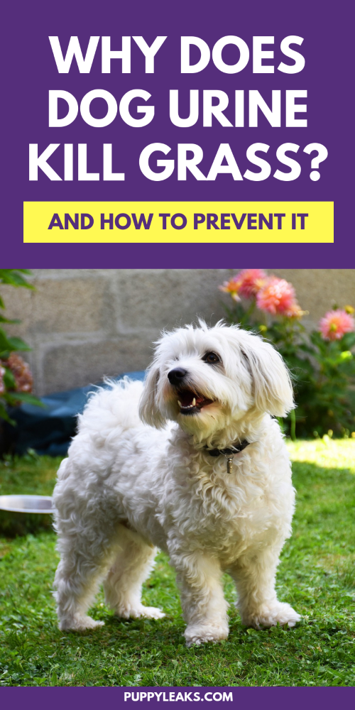 The Truth About Female Dogs and Lawn Damage: Myths vs. Facts