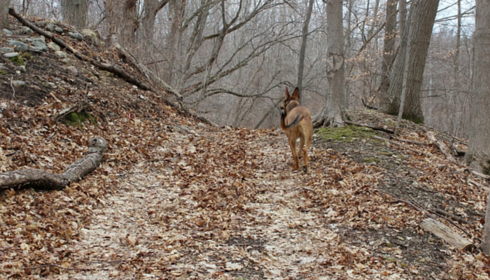 Three Things I Miss About Owning a Dog in Suburban Neighborhoods