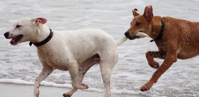 What Your Dog’s Tail Wag Direction Reveals About Its Mood