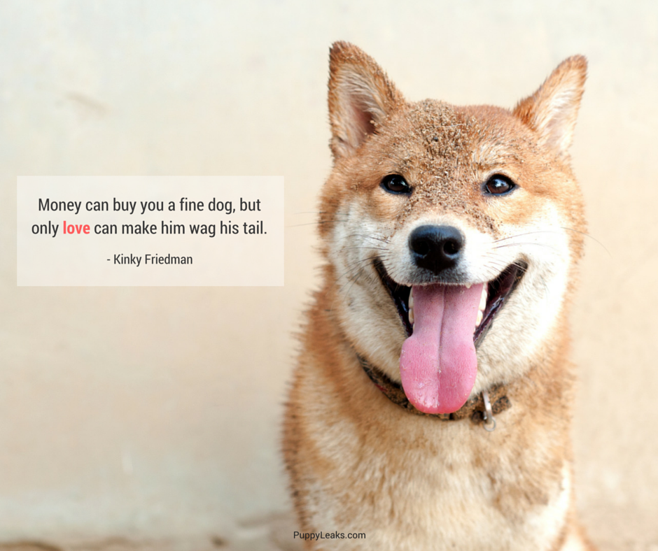 Choosing the Ideal Dog for First‑Time Owners: A Practical Guide