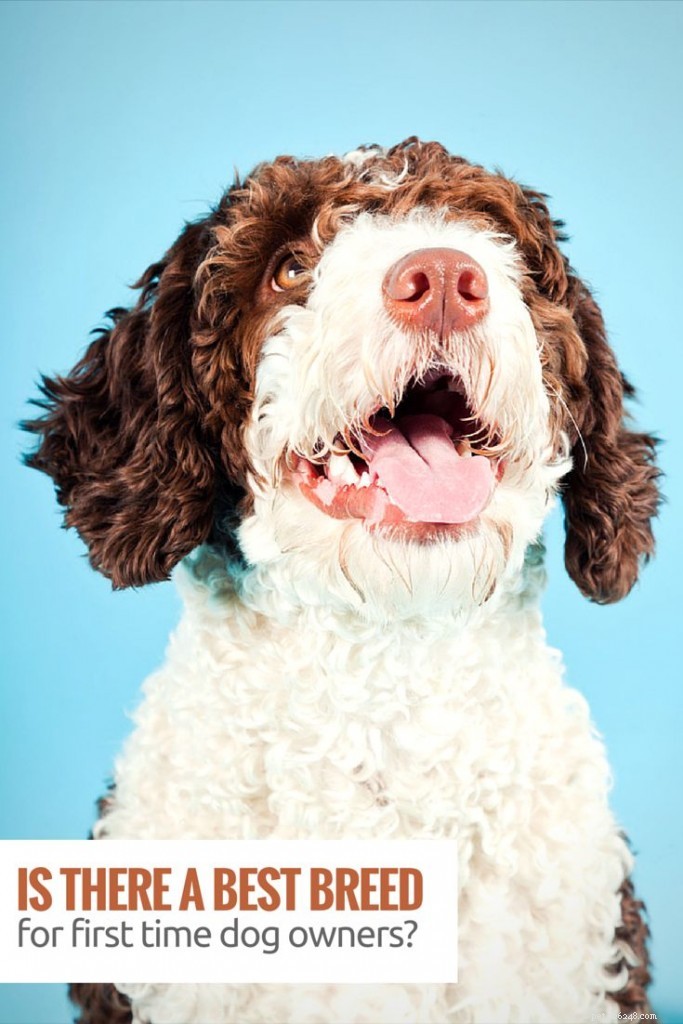 Choosing the Ideal Dog for First‑Time Owners: A Practical Guide