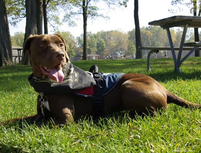 Choosing the Ideal Dog for First‑Time Owners: A Practical Guide