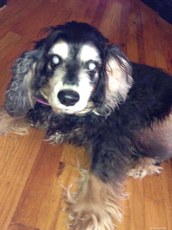 Why Microchipping Your Pets Can Save Their Lives: A Tragic Case
