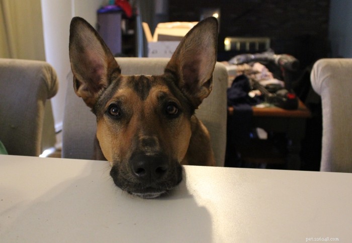 I Created My Dog’s Bad Habits—Here’s How I Fixed Them