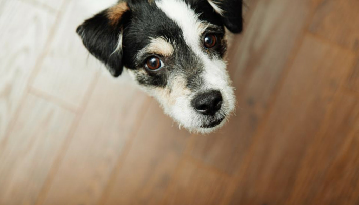 Understanding Why Female Dogs Hump: Causes and Solutions