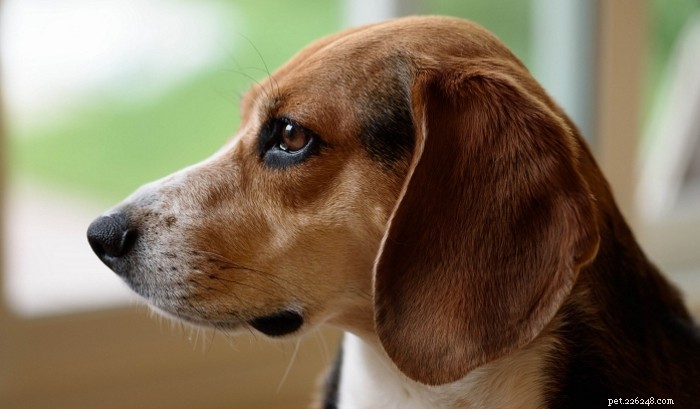 Understanding Why Female Dogs Hump: Causes and Solutions