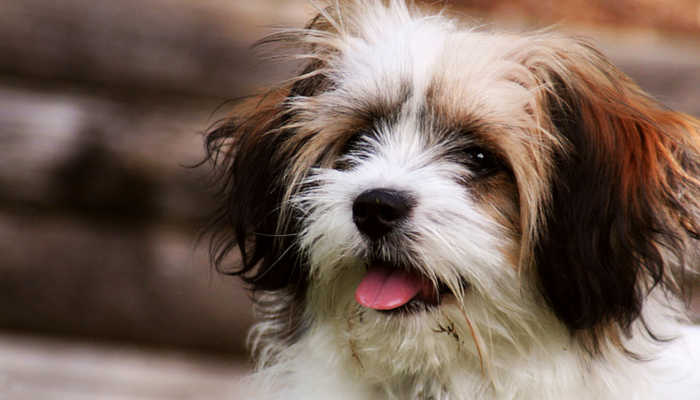 Understanding Why Female Dogs Hump: Causes and Solutions