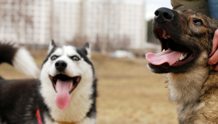 Understanding Why Female Dogs Hump: Causes and Solutions