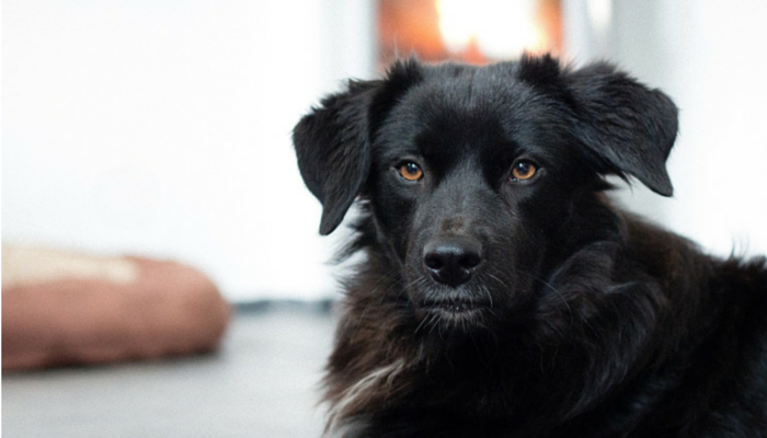 Understanding Why Female Dogs Hump: Causes and Solutions