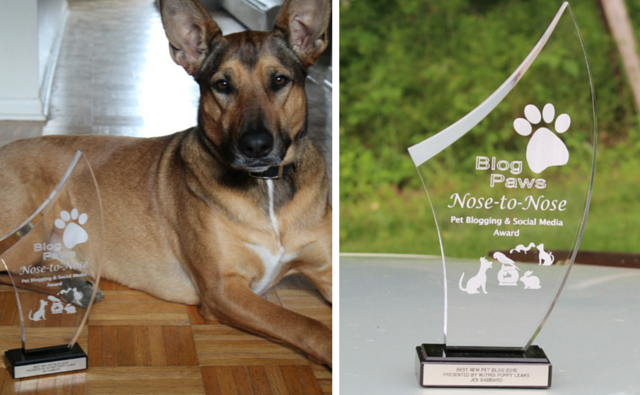 One Year of Blogging: Celebrating Our Blogiversary Milestone