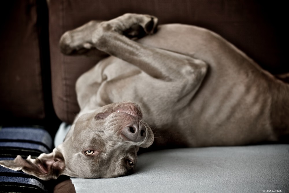 The Mystery of Canine Belly Buttons: Why They Exist and What They Reveal