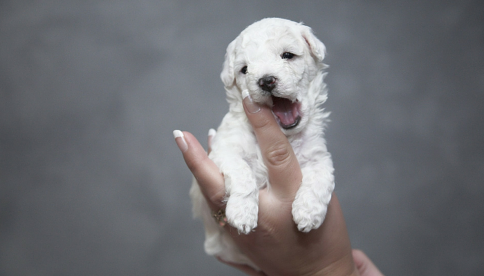 The Mystery of Canine Belly Buttons: Why They Exist and What They Reveal