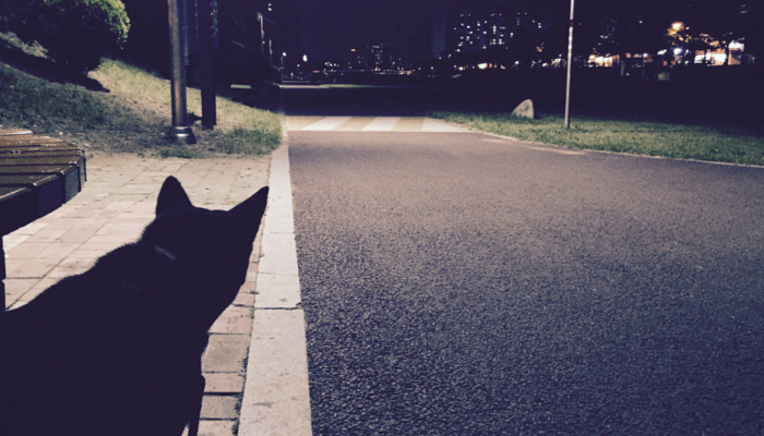 How Well Do Dogs See at Night? Exploring Canine Vision