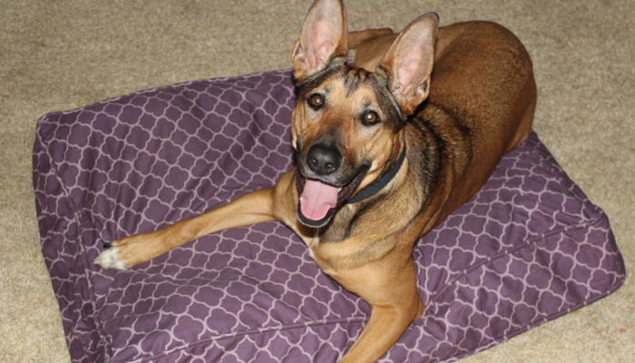How Well Do Dogs See at Night? Exploring Canine Vision