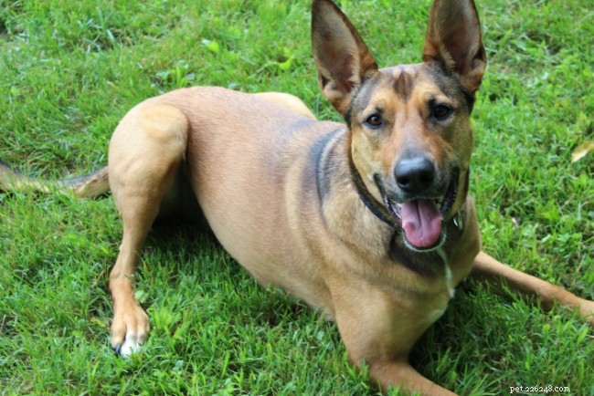 Weekly Dog Digest #22: Energy Management, Deals & Fun Videos