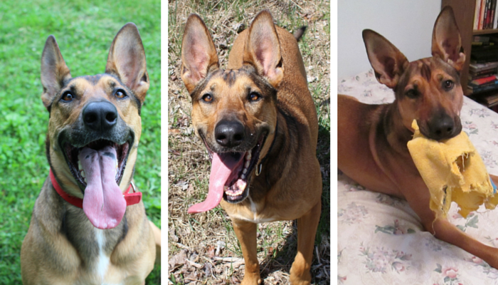 Transform Dog Training Into a Fun, Rewarding Experience