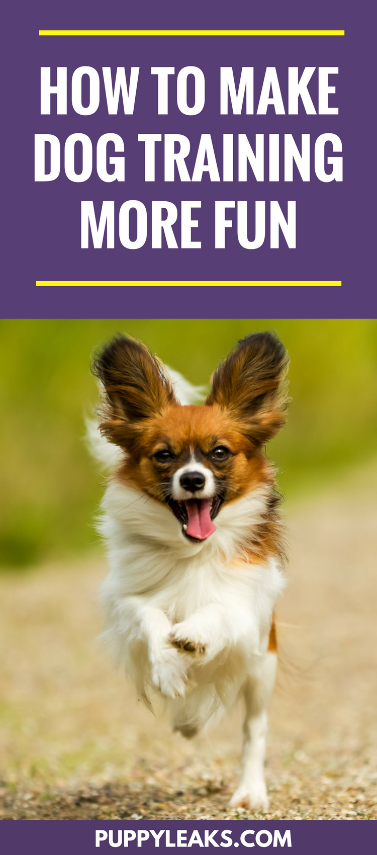 Transform Dog Training Into a Fun, Rewarding Experience