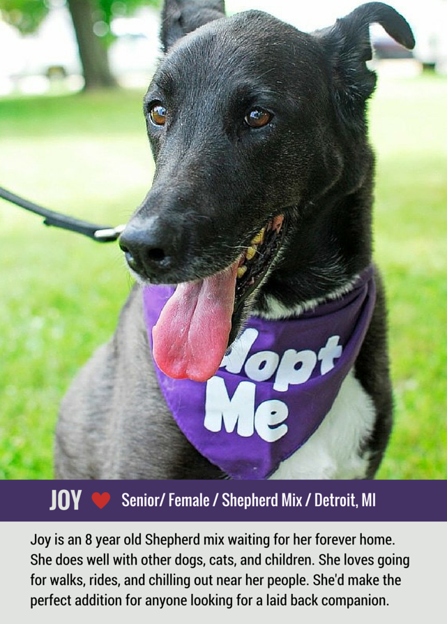 Meet Sweet Joy: Adoptable Senior Shepherd Mix Seeking a Loving Home in Detroit