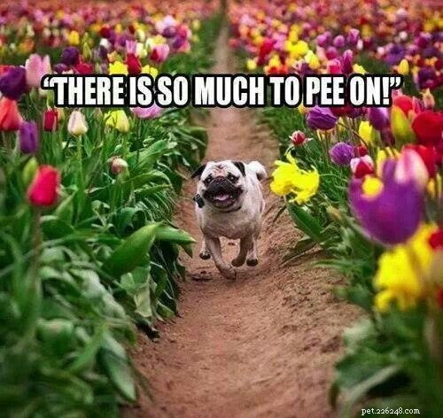 Boost Your Energy: 5 Proven Tips to Make Daily Dog Walks Enjoyable