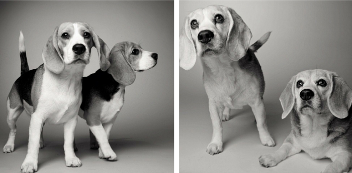 Dog Lovers  Roundup 27: Curated Articles & Insights from the Week