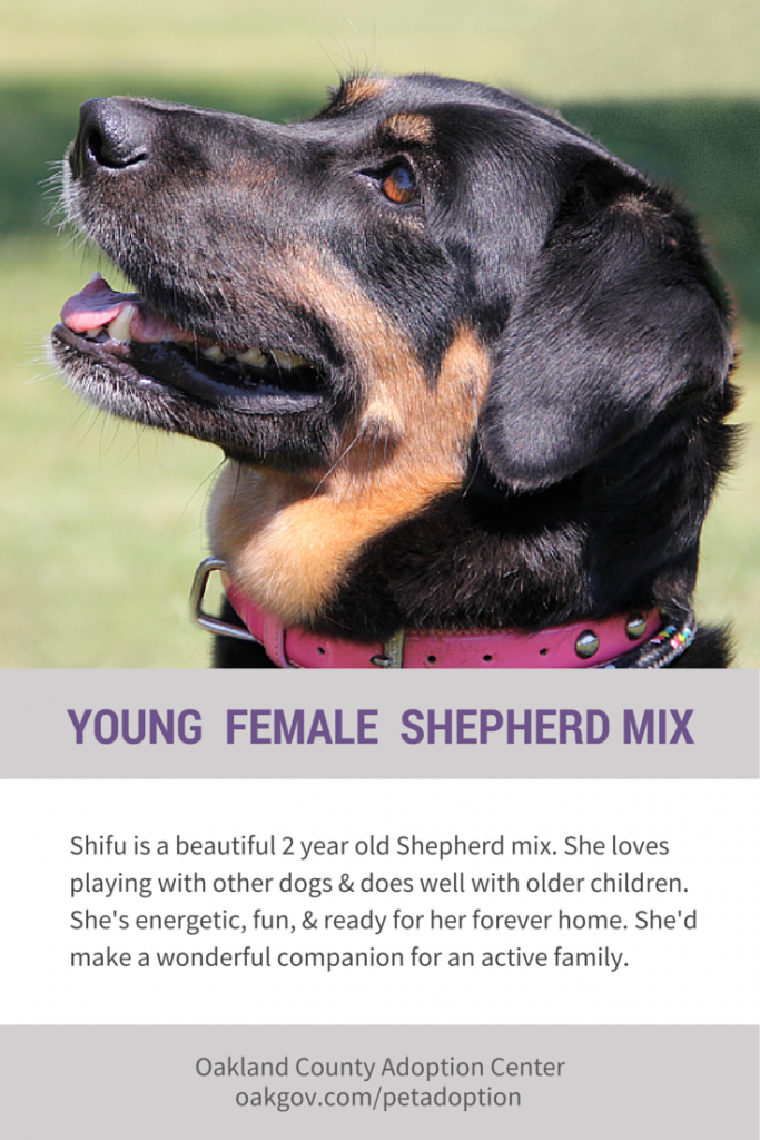 Adopt Shifu, the Beautiful 2‑Year‑Old Shepherd/Border Collie Mix – Ready for Her Forever Home!