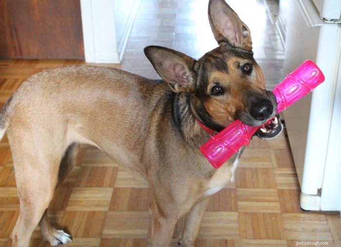 Weekly Dog Lovers  Digest – Top Pet Articles You Can t Miss