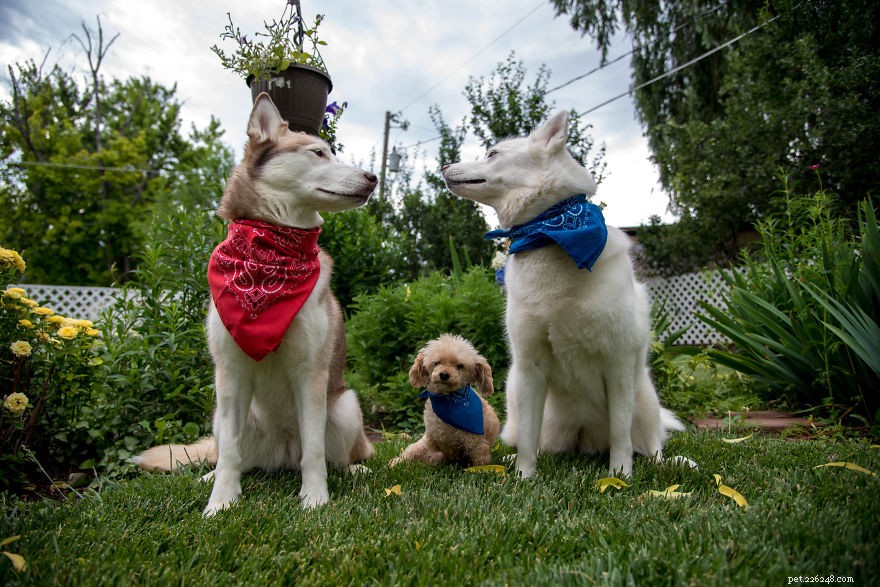 Weekly Dog Lovers  Digest – Top Pet Articles You Can t Miss