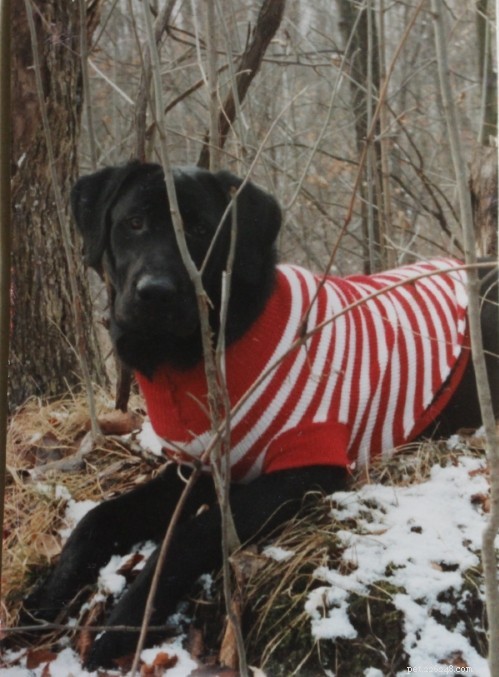 8 Heartwarming Dog Photos from the 8 Photos of Happiness Contest