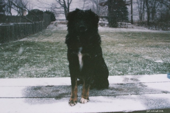 8 Heartwarming Dog Photos from the 8 Photos of Happiness Contest