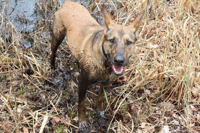 8 Heartwarming Dog Photos from the 8 Photos of Happiness Contest