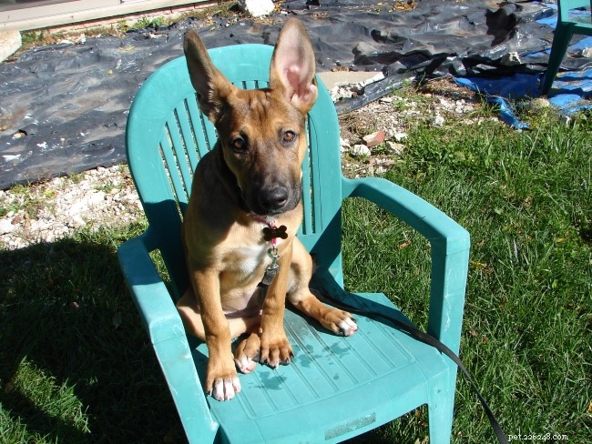 8 Heartwarming Dog Photos from the 8 Photos of Happiness Contest