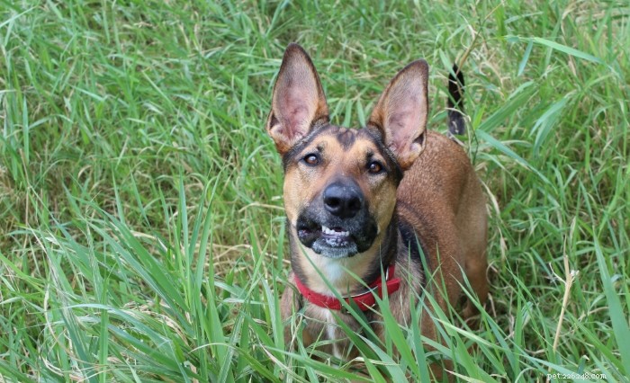 Weekly Dog Highlights: 25 Favorite Stories You Won’t Want to Miss