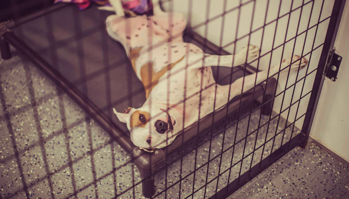 Weekly Dog Highlights: 25 Favorite Stories You Won’t Want to Miss