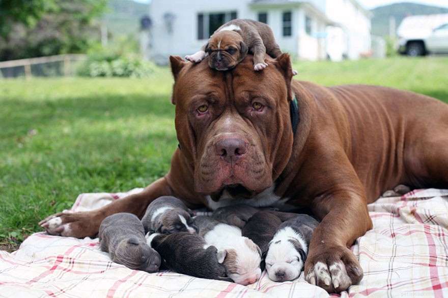 The Real Cost of Extreme Dog Breeding: Why It’s Time to Reconsider