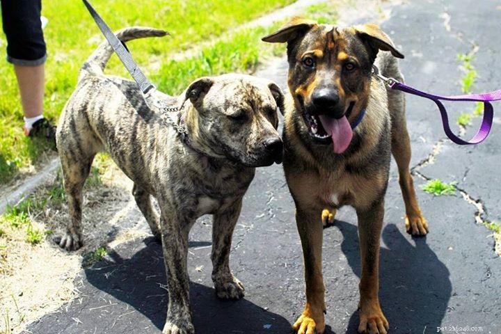 Meet Tiger: Calm Pit/Mastiff Mix Already Adopted