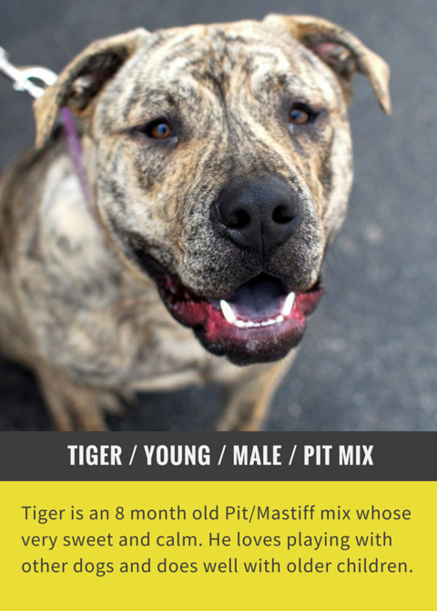 Meet Tiger: Calm Pit/Mastiff Mix Already Adopted