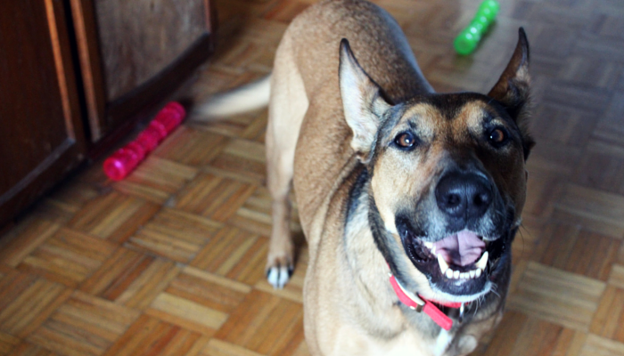 Squeaky Toys: Do They Overstimulate Your Dog? Expert Insights