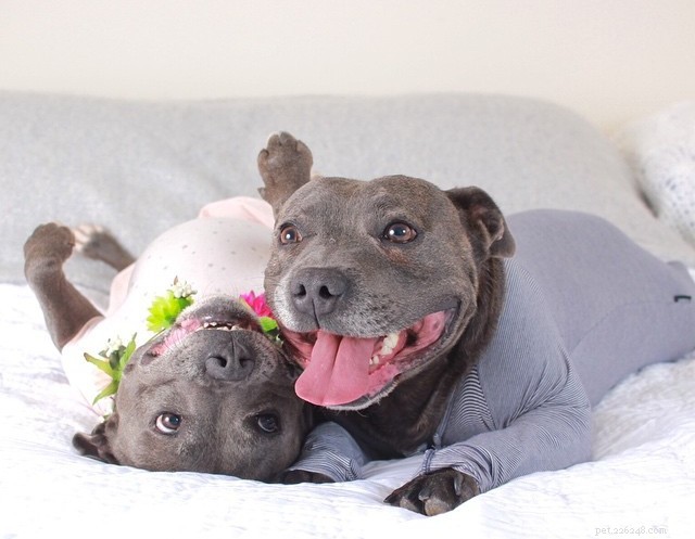 Roundup 30: The Top Dog Care Articles of the Week