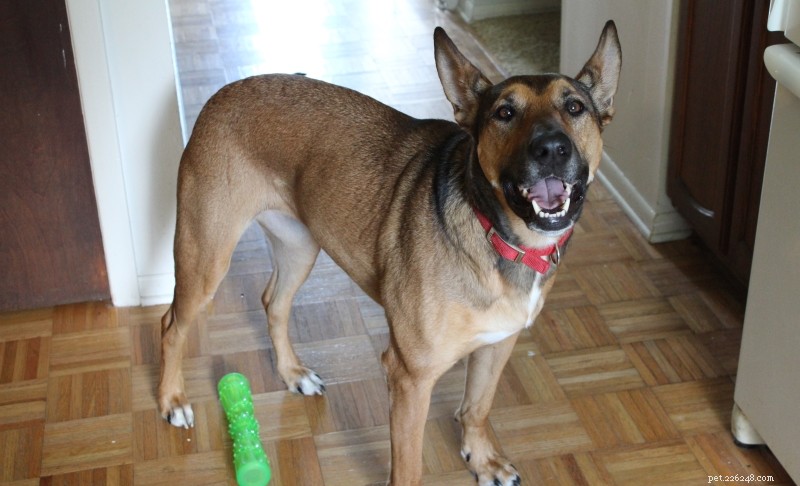 Roundup 30: The Top Dog Care Articles of the Week
