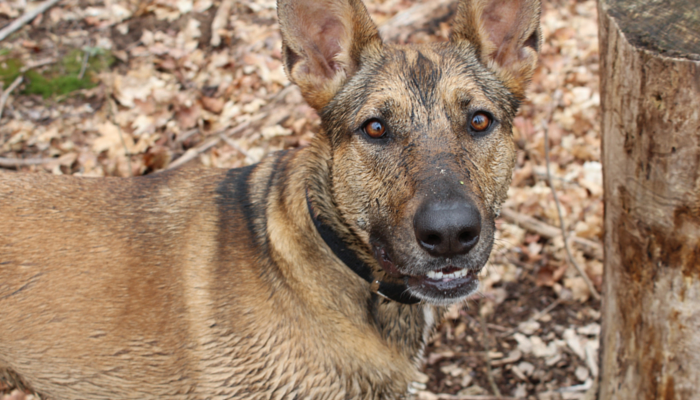 Early Graying in Dogs: Causes, Genetics, and Care Tips