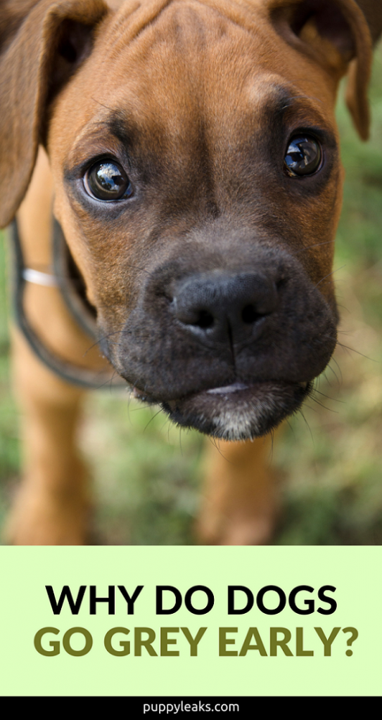 Early Graying in Dogs: Causes, Genetics, and Care Tips