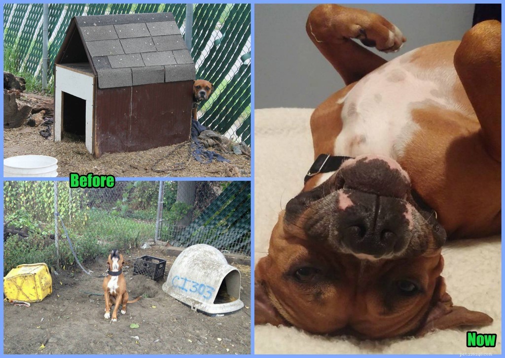 Does a Large Yard Truly Benefit Your Dog? Debunking the Myths